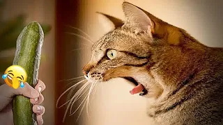 😆😂 Funniest Cats and Dogs Videos 🐱🐱 Funny Animal Videos # 54