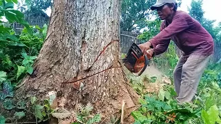 cut down a large mahogany tree belonging to a resident