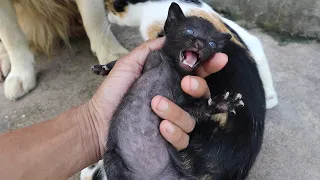 Mother Cats taking care and Protecting their cute Kittens safety