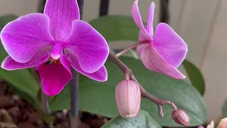 НОВЫЕ КОРНИ ОБЯЗАТЕЛЬНО НАРАСТУТ В ЭТОЙ СИСТЕМЕ СОДЕРЖАНИЯ 🙂 Домашнее цветение орхидей