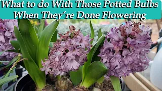 What To Do With Potted Bulbs After Flowering