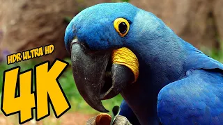 4K 60fps Великолепные птицы HDR ULTRA HD Beautiful bird