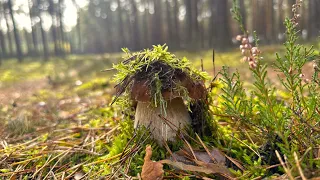 BOROWIKI JAK MARZENIE WYSKAKUJĄ DLA NAS Z MCHU