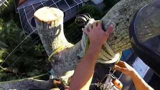 (RAW)#7 That one oak tree over power lines, we had them de-energized. Rigging explained/walk through