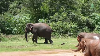 Elephant Ponsawan Loves To Run Into The Forest And Always Calling Her Friends To Join - ElephantNews