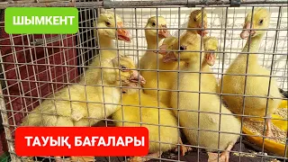 ШЫМКЕНТ ТАУЫҚ ИТ БАҒАЛАРЫ.