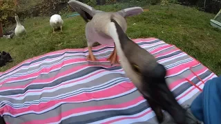 Pet Goose Hugs his Owner but Attacks Everyone Else