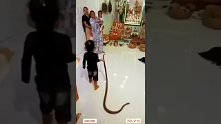 Omg 😱 This child playing with snake 🐍 #shorts