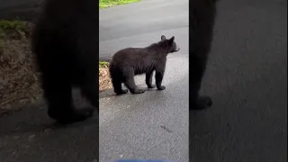 Young bear waits at stop sign in Gatlinburg, Tennessee