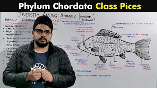 Class Pices Of Phylum Chordata