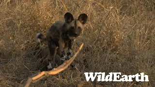 WildEarth - Sunrise Safari -  10 September 2023