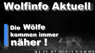 Wolfinfo Aktuell 77  ( Wölfe und Pferde: Die Wölfe kommen immer näher ! )