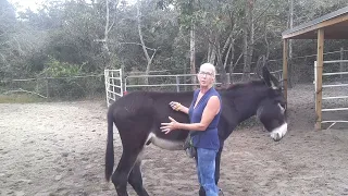 Donkey/Equine/ Horse training lateral movement at liberty (part 2)