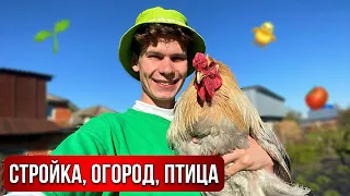 Жизнь в Деревне 🏡 НАШИ СТРАУСЫ 🐥 Гусята, цыплята, перепеля. Стройка и ОГОРОДНИЕ ДЕЛА продолжаются