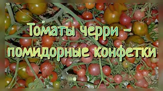 Томаты черри - маленькие, да удаленькие. Обзор сортов.