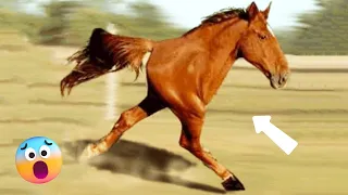 Top 10 Horses That Are Born Only Once In 1000 Years!