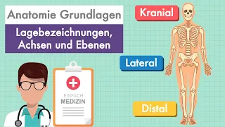 Anatomie Grundlagen - Lagebezeichnungen und Ebenen am Körper einfach erklärt