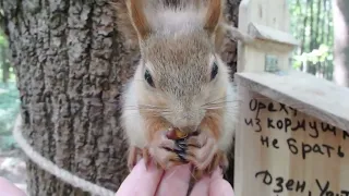 Сегодня бельчонок пришёл первым / Today the little squirrel came first