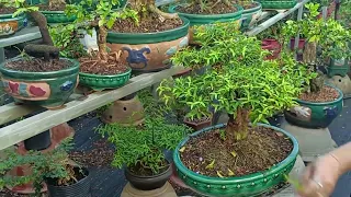 bonsai giá rẻ Zalo,0336875979/05/04