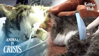 Poor Cat Whose Neck Is Stuck In Plastic Funnel Begs For Life To Doctor | Animal in Crisis EP199