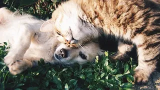 🥰 Cute and Funny Cat Videos to Keep You Smiling! 🥰[Funny Pets]