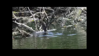 Little Nature Heron eats a water rat.