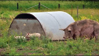 Pasture Farrowing: Infrastructure, Scheduling and Seeding - Virtual Field Day