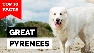 Great Pyrenees - Top 10 Facts