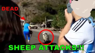 Funny sheep and dangerous goat attack People