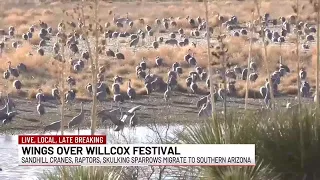 Sandhill Cranes flock to southeastern Arizona, bringing visitors from across the country