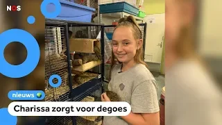 In Nederlandse opvangcentra zitten te veel exotische dieren