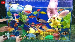 Collection of Cute Animals,koi fish,sepat fish,goldfish,manfish,glofishbelida fish,rtc,snake,frog