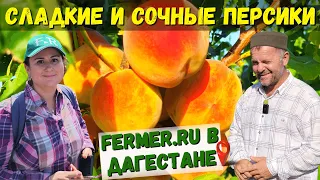 15 тонн персиков. 700 деревьев на трёх гектарах. Персики Гаджи. Небольшой персиковый сад в Дагестане