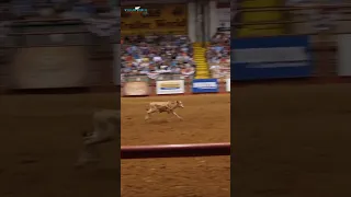 Steer roping cowboys #shorts #cowboys #steerroping #rodeo