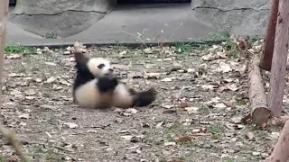 Cute Alert! Angry baby panda: Don't touch my favorite toy!