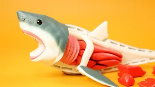 Scary Shark Dismantling