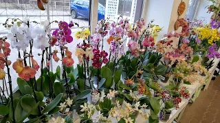 КАЙФУШНЫЙ ОБЗОР новых орхидей в СЦ. Думала меня удивить УЖЕ НЕВОЗМОЖНО. ОШИБАЛАСЬ!