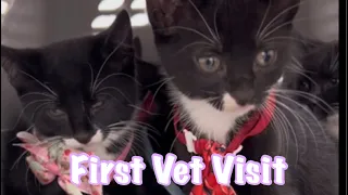 Rescued Kittens First Vet Visit: ULTIMATE FAIL