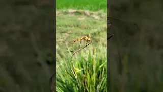 Butterfly Frog Hunting#shorts #bikramshorts