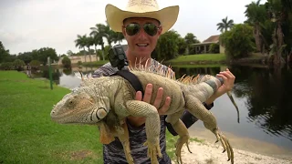 I STRAPPED a GOPRO On a Iguana! *EPIC FOOTAGE*