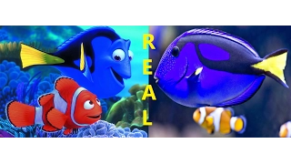 Os Personagens do Filme ''Procurando Nemo'' em Aquários