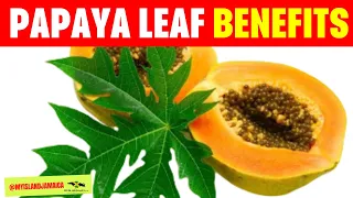 💪SUPERCHARGE your Immunity with #Papaya Leaves 🌿!