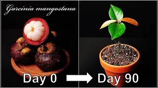 How to grow Mangosteen｜Growing Mangosteen from seed｜How to grow #66 Mangosteen｜Eng Sub