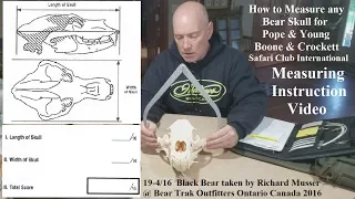 Scoring a Black Bear Skull for P&Y B&C or Safari Club International SCI how to measure
