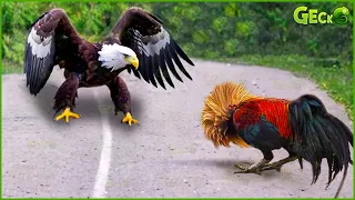 35 Moments When A Rooster Shows Its Strength Against An Eagle, Showing Who Is The Boss