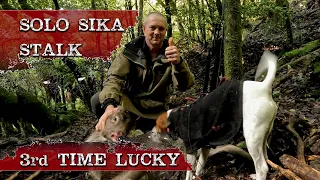 Sika Hunt 3rd time lucky | Bush stalking public land