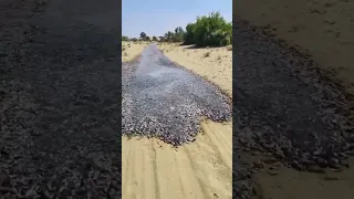 Incrível a quantidade de peixes que apareceu no deserto...