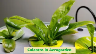 Grow "Culantro" in Aerogarden Harvest