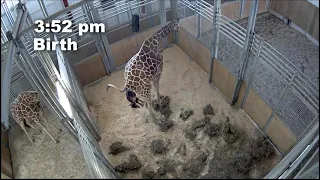 Giraffe Birth Video