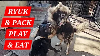 Rescue Ryuk & Pack Playing & Eating Together